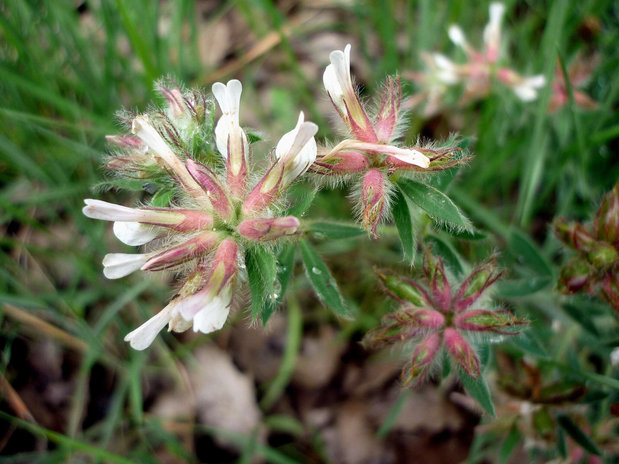 Слика од Dorycnium hirsutum (L.) Ser.