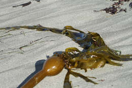 Image of Kelp