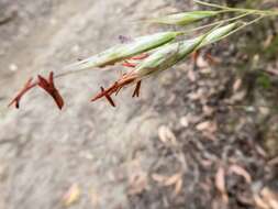 Image of Rytidosperma pallidum (R. Br.) A. M. Humphreys & H. P. Linder