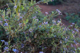 Image de Ceanothus foliosus var. medius Mc Minn