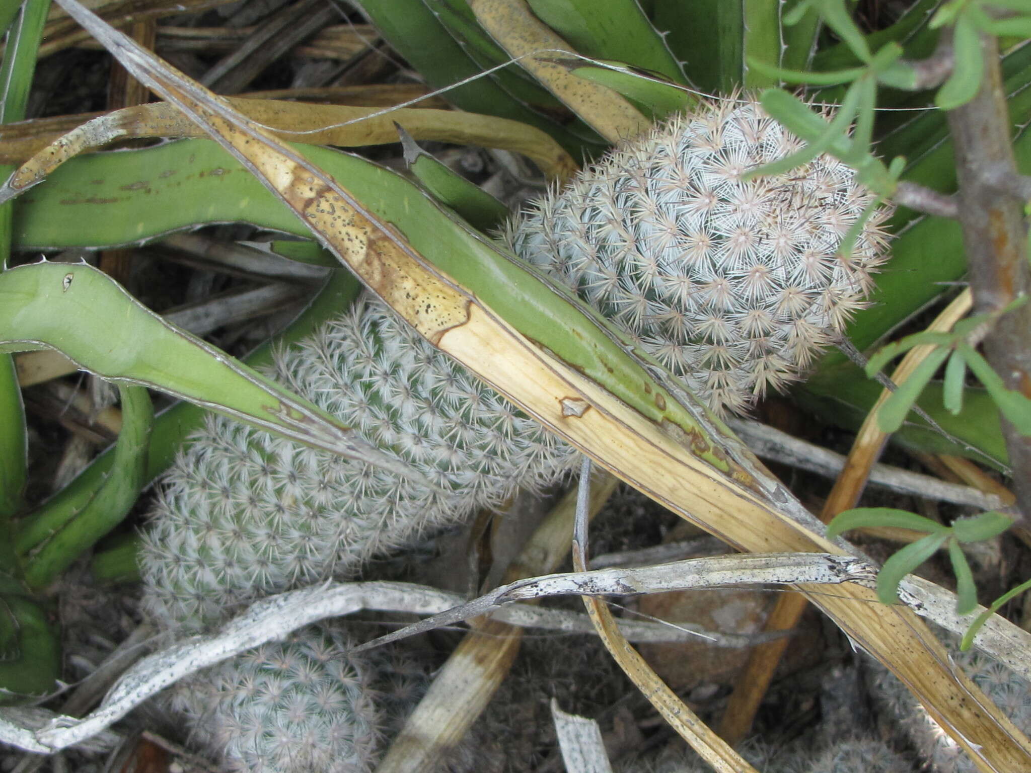 صورة Mammillaria pottsii Scheer ex Salm-Dyck