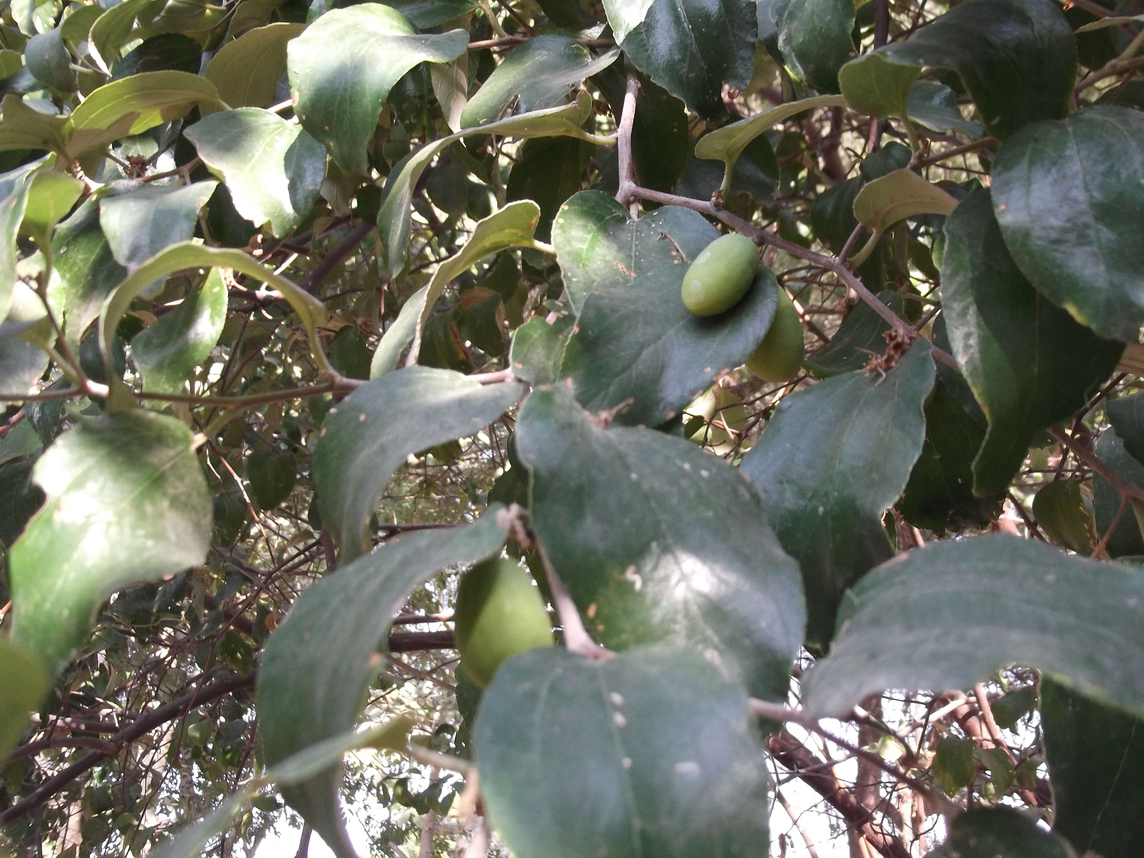 Image of Indian Jujube