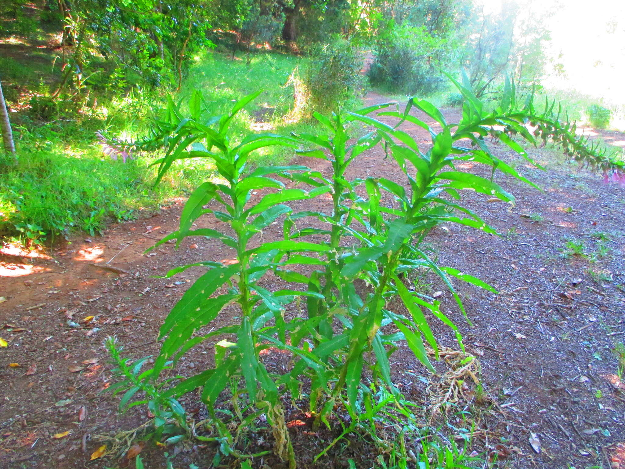 Imagem de Lobelia bridgesii Hook. & Arn.