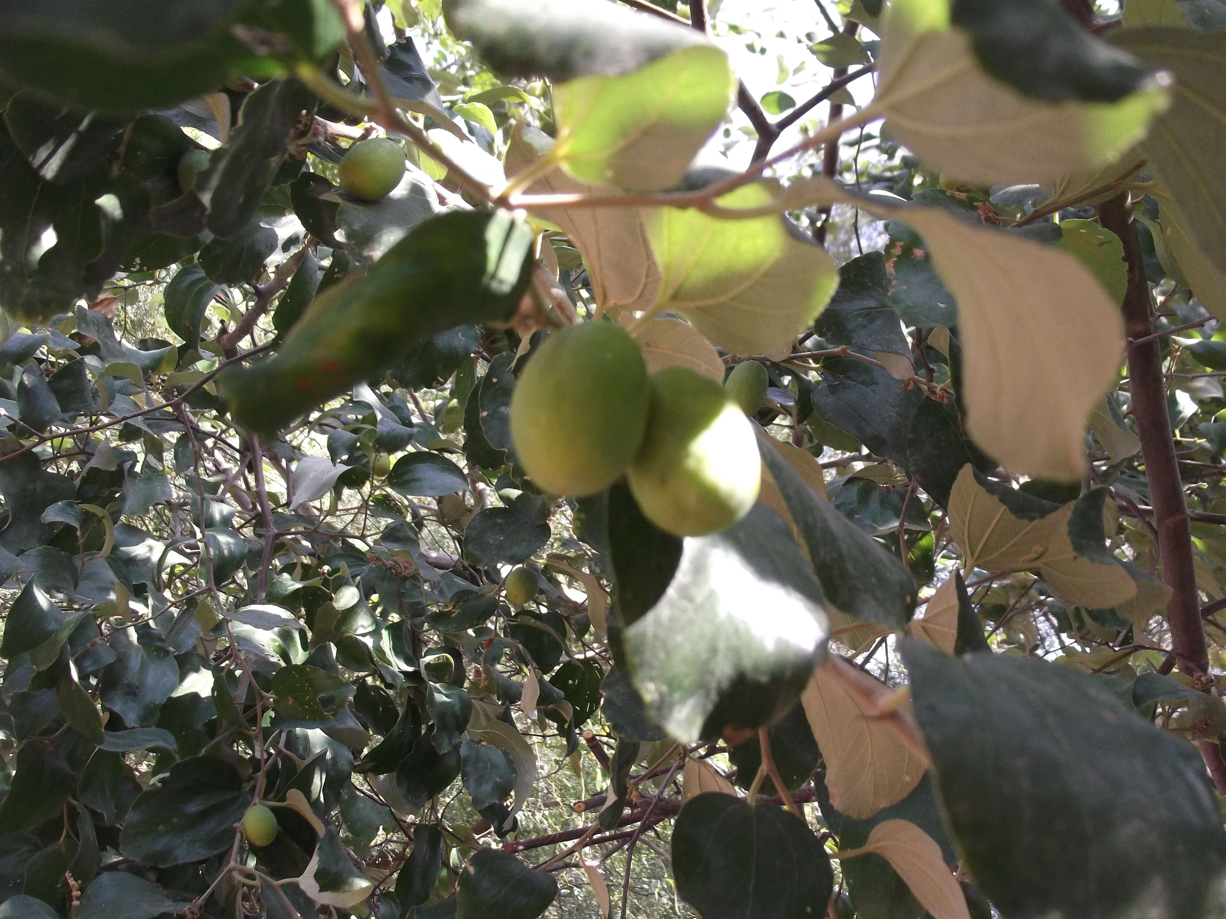 Image of Indian Jujube