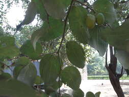 Image of Indian Jujube