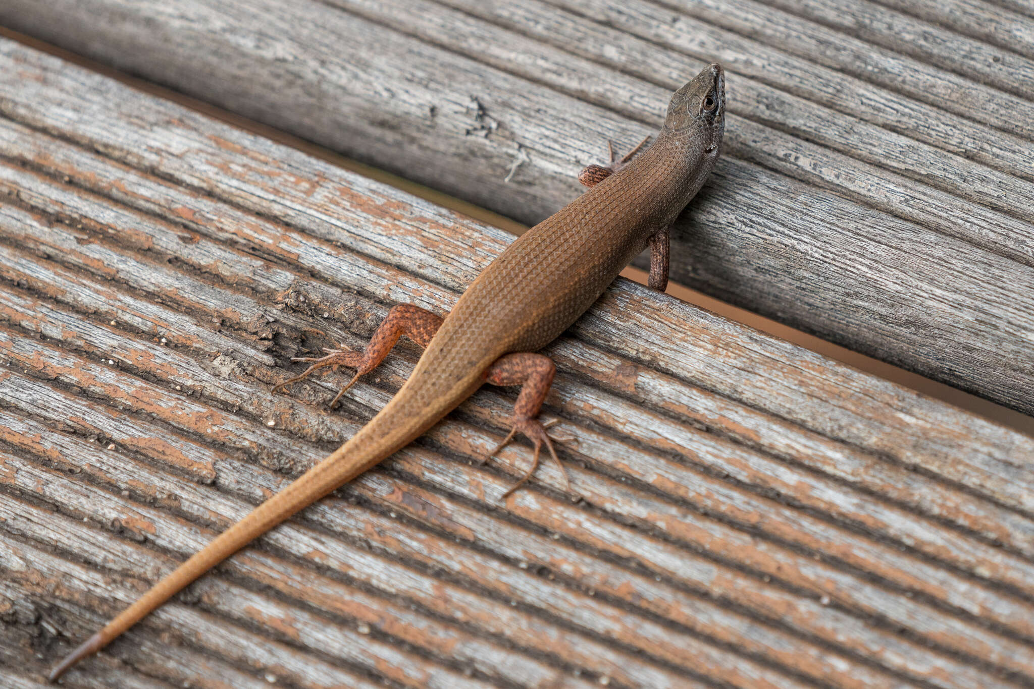 Image of Bronze Rock Skink