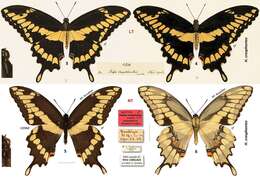 Image of Eastern Giant Swallowtail