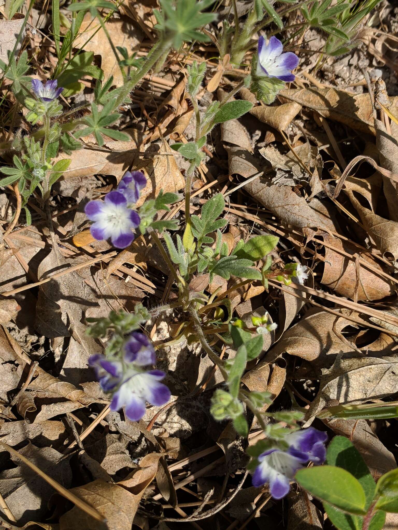 Phacelia davidsonii A. Gray resmi