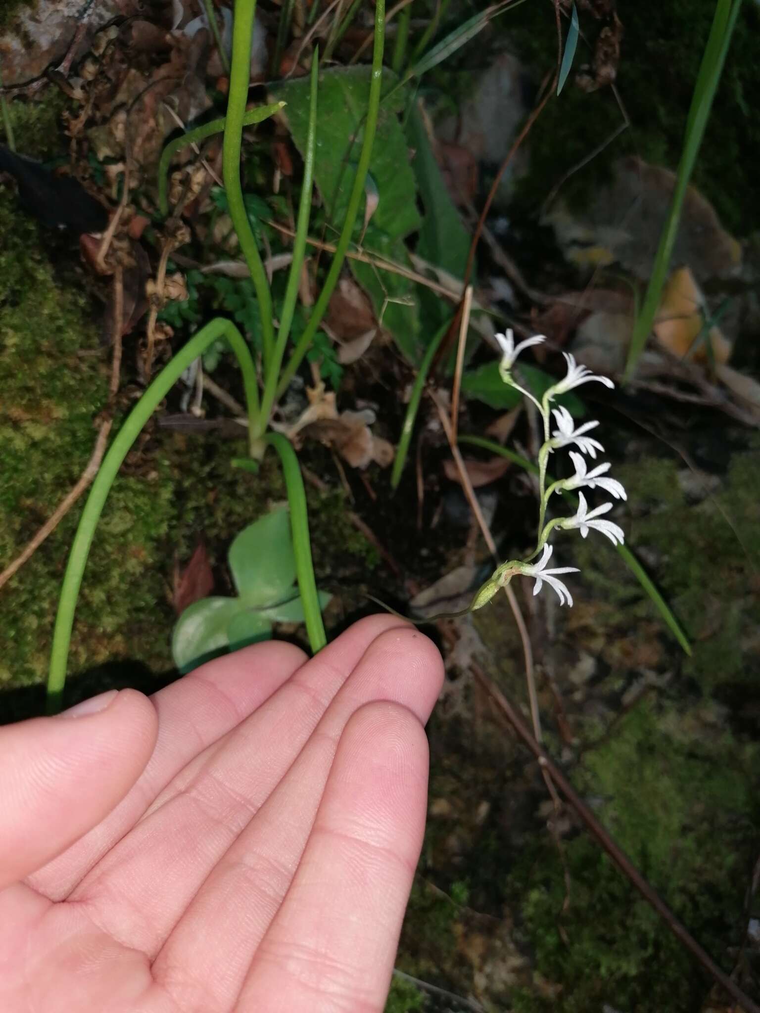 Слика од Holothrix parviflora (Lindl.) Rchb. fil.