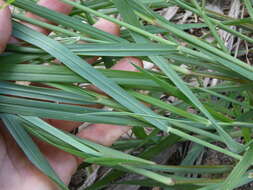 Image of Digitaria parviflora (R. Br.) Hughes