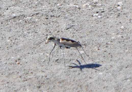 Image of White-cloaked Tiger Beetle