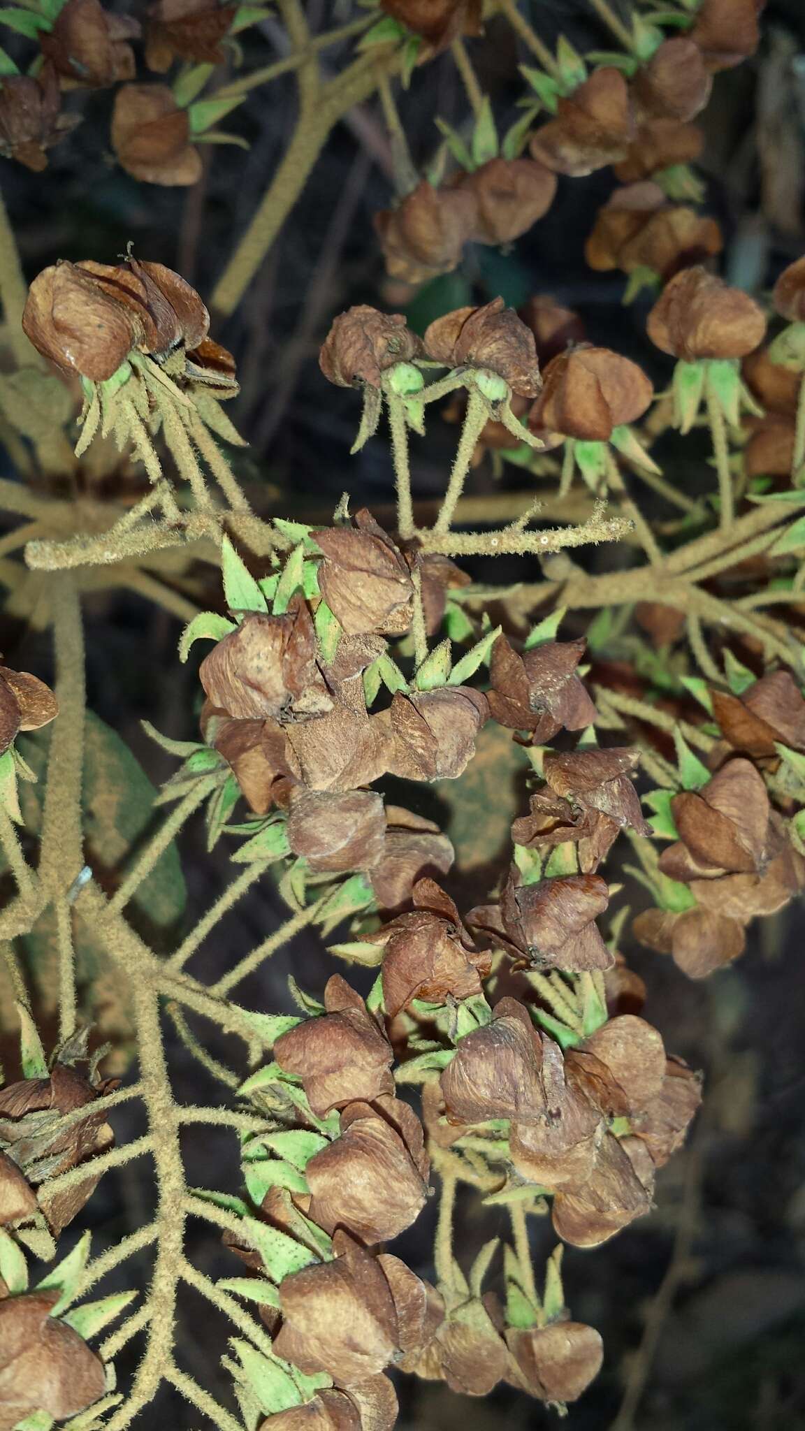 Image of Dombeya hildebrandtii Baill.