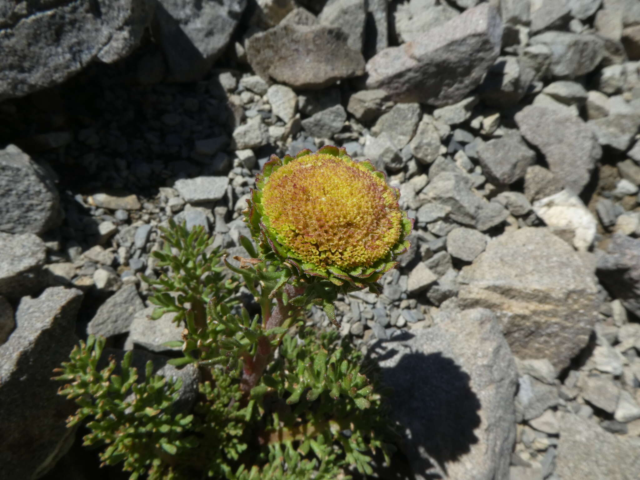 Image of Leptinella dendyi (Cockayne) D. G. Lloyd & C. J. Webb