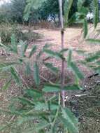 Plancia ëd Vachellia nilotica