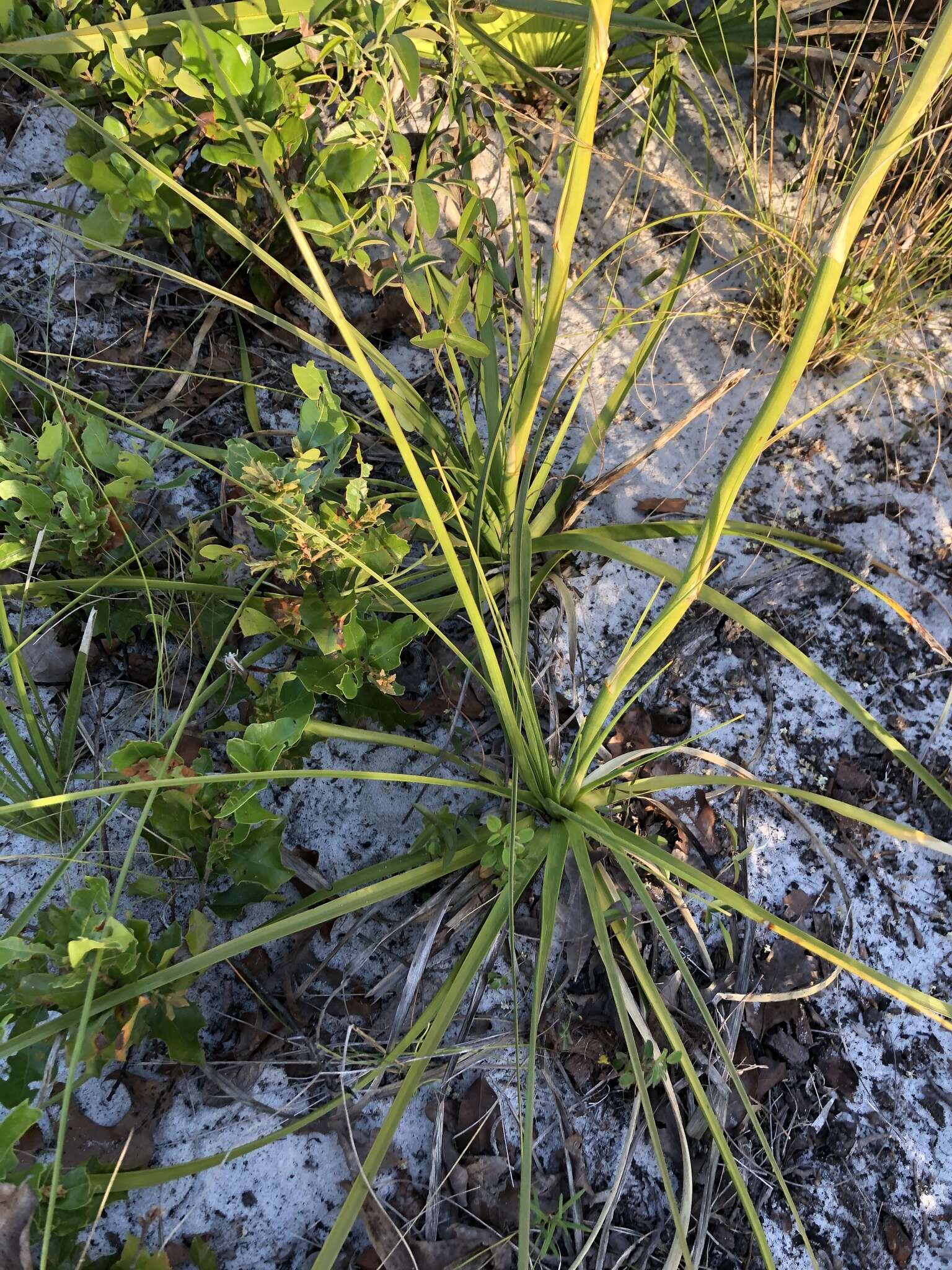 Image of Britton's beargrass