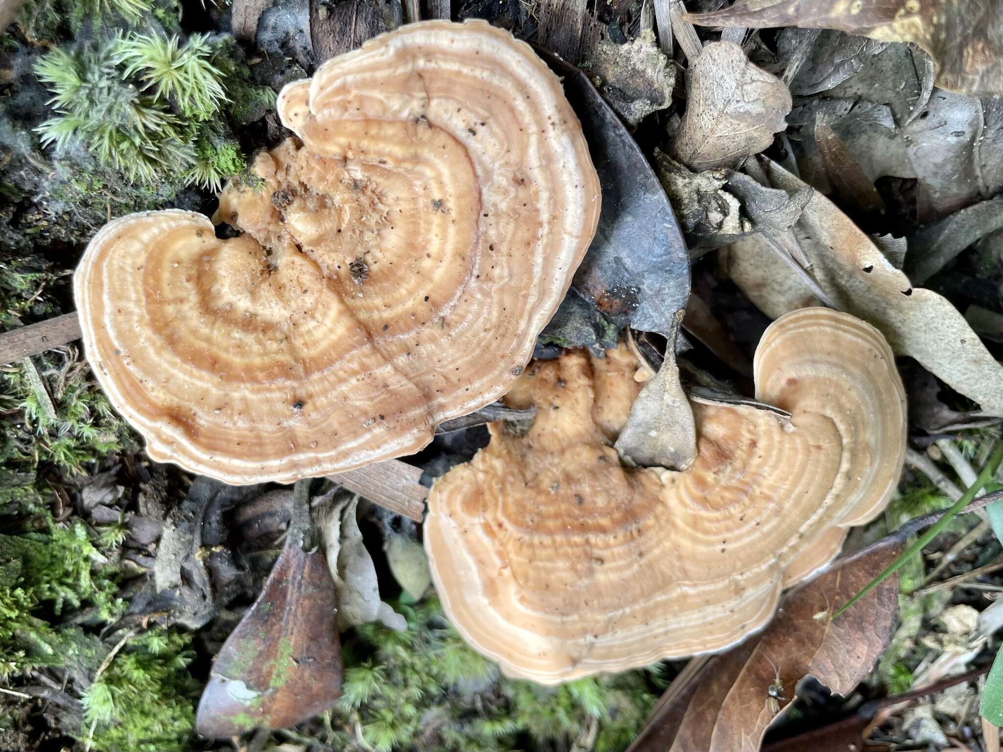 Image of Trametes orientalis (Yasuda) Imazeki 1943