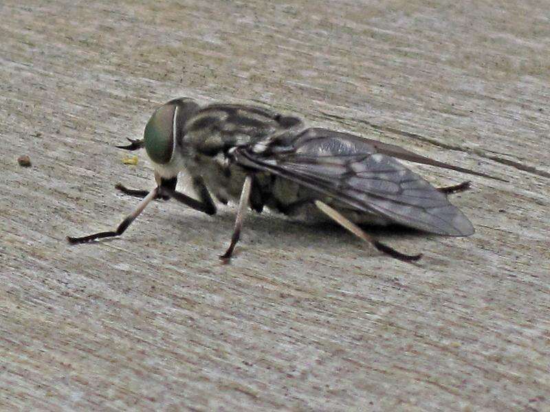 Image of Tabanus autumnalis Linnaeus 1761