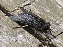 Image of Tabanus autumnalis Linnaeus 1761