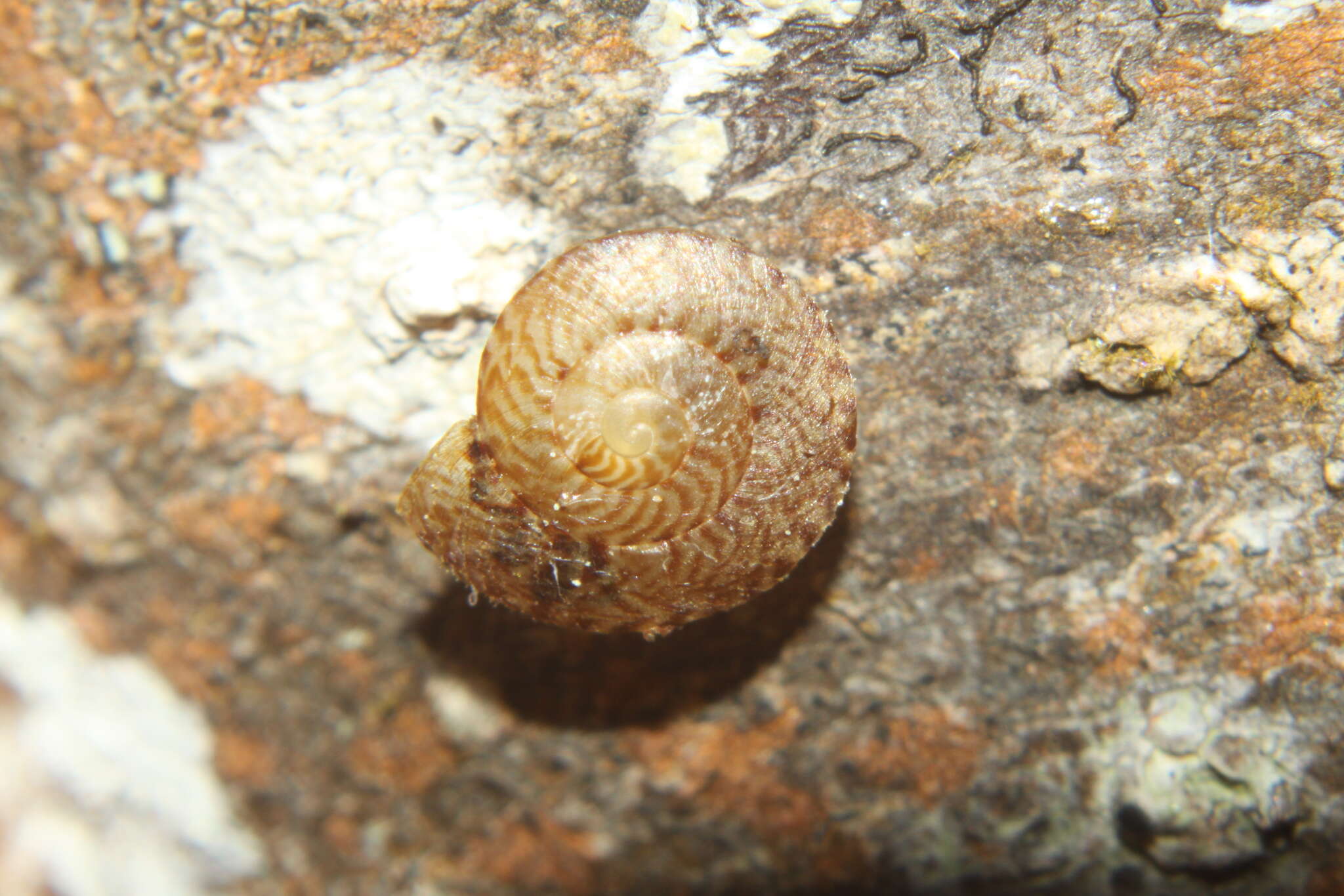 Image of Thalassohelix zelandiae (Gray 1843)