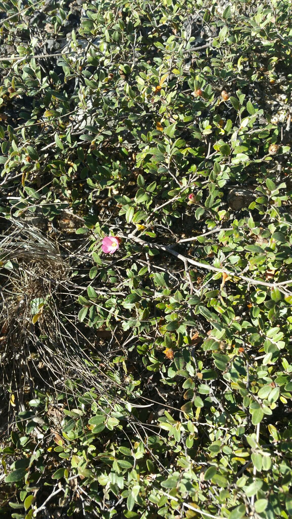 Image of Xerochlamys itremoensis Hong-Wa