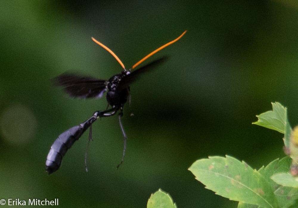 صورة Thyreodon atricolor (Olivier 1811)