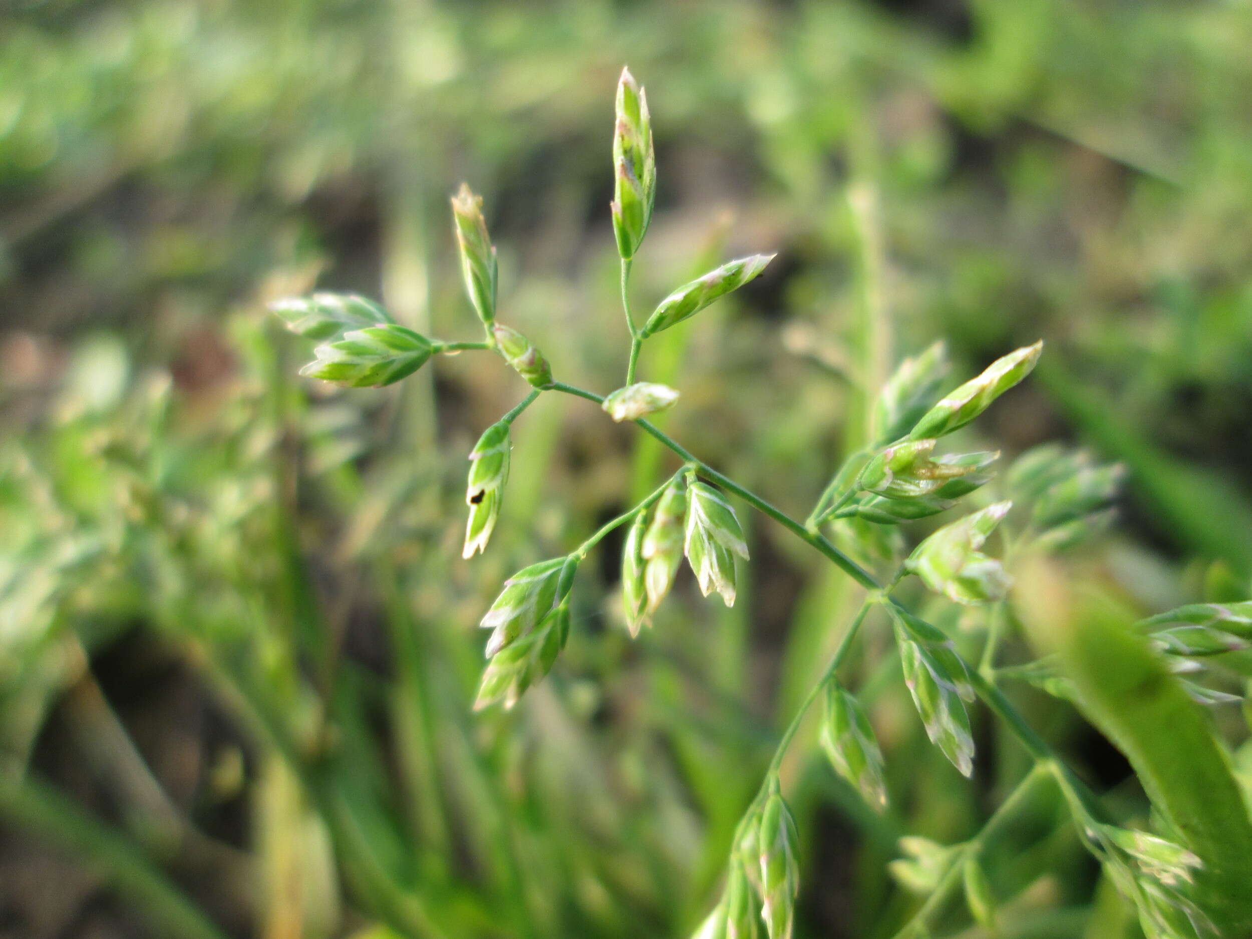 Image of Annual Meadow Grass