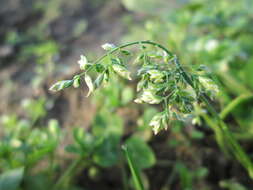 Image of Annual Meadow Grass