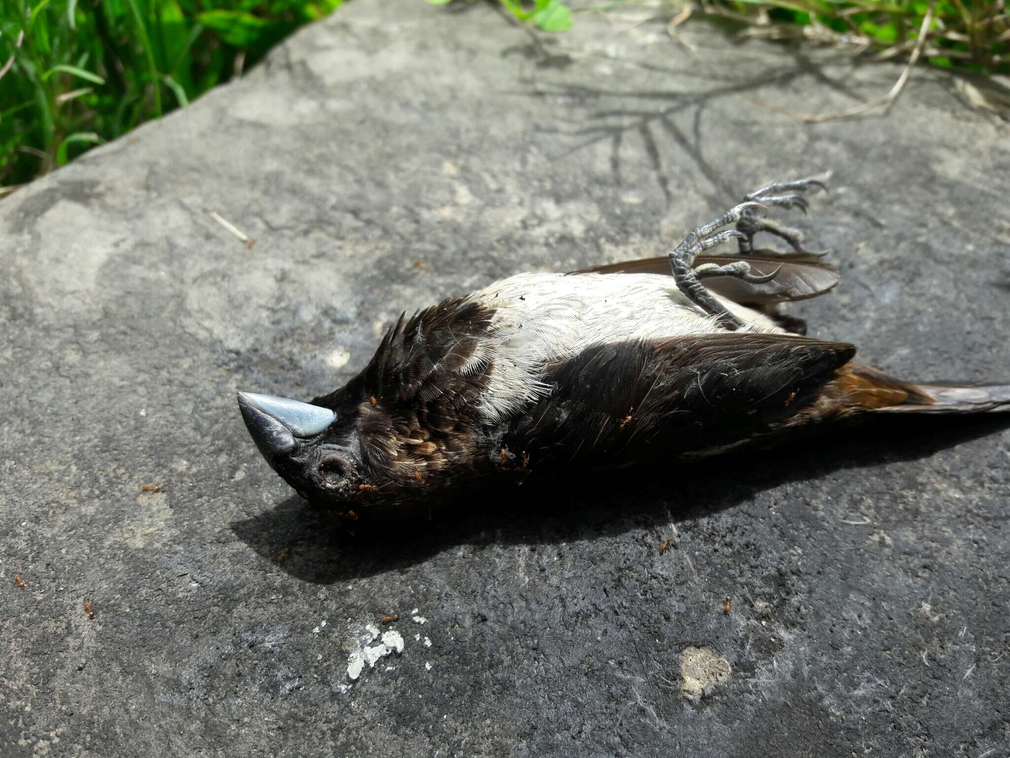 Image of White-rumped Munia