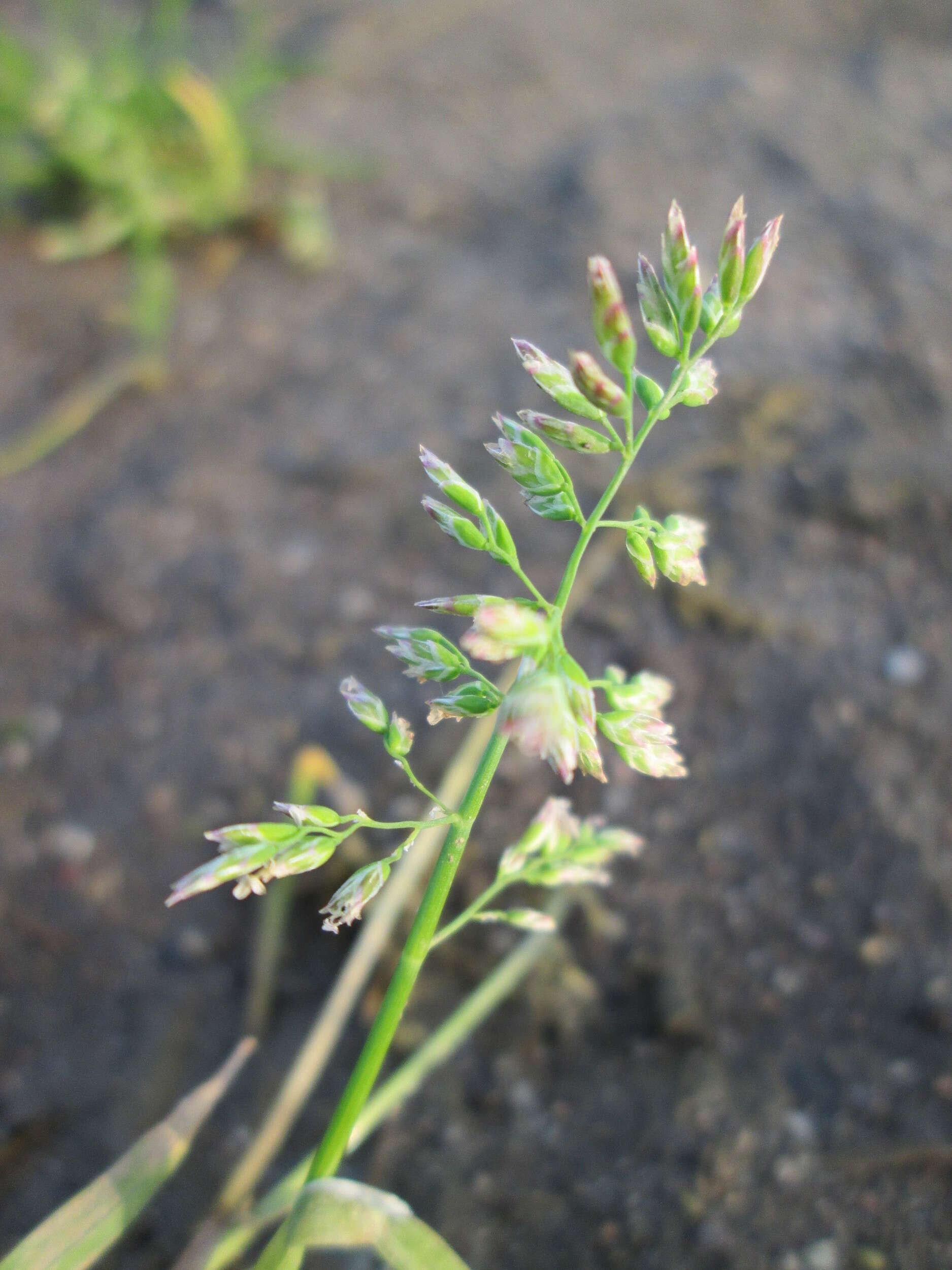 Image of Annual Meadow Grass