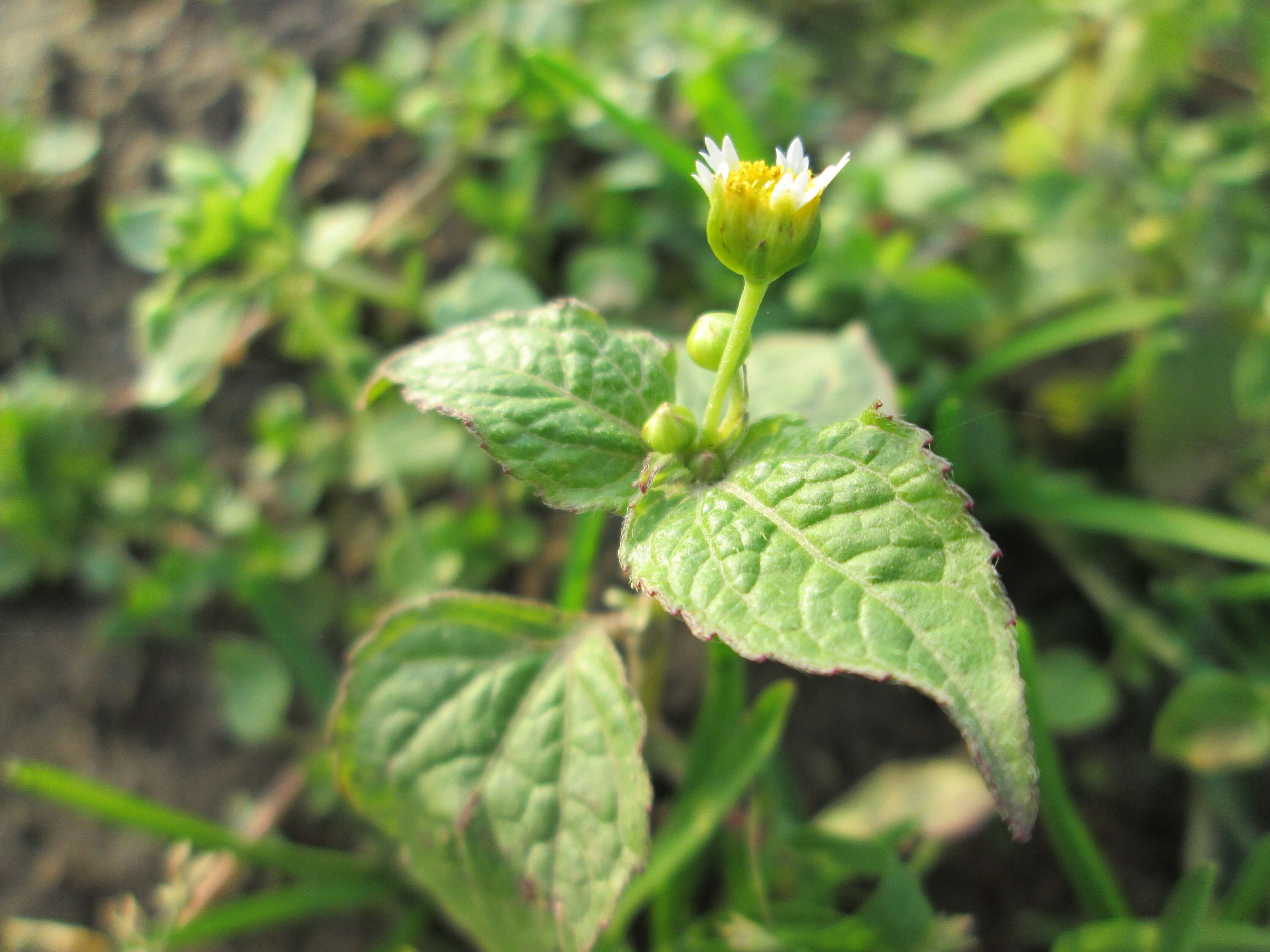 Galinsoga parviflora Cav. resmi