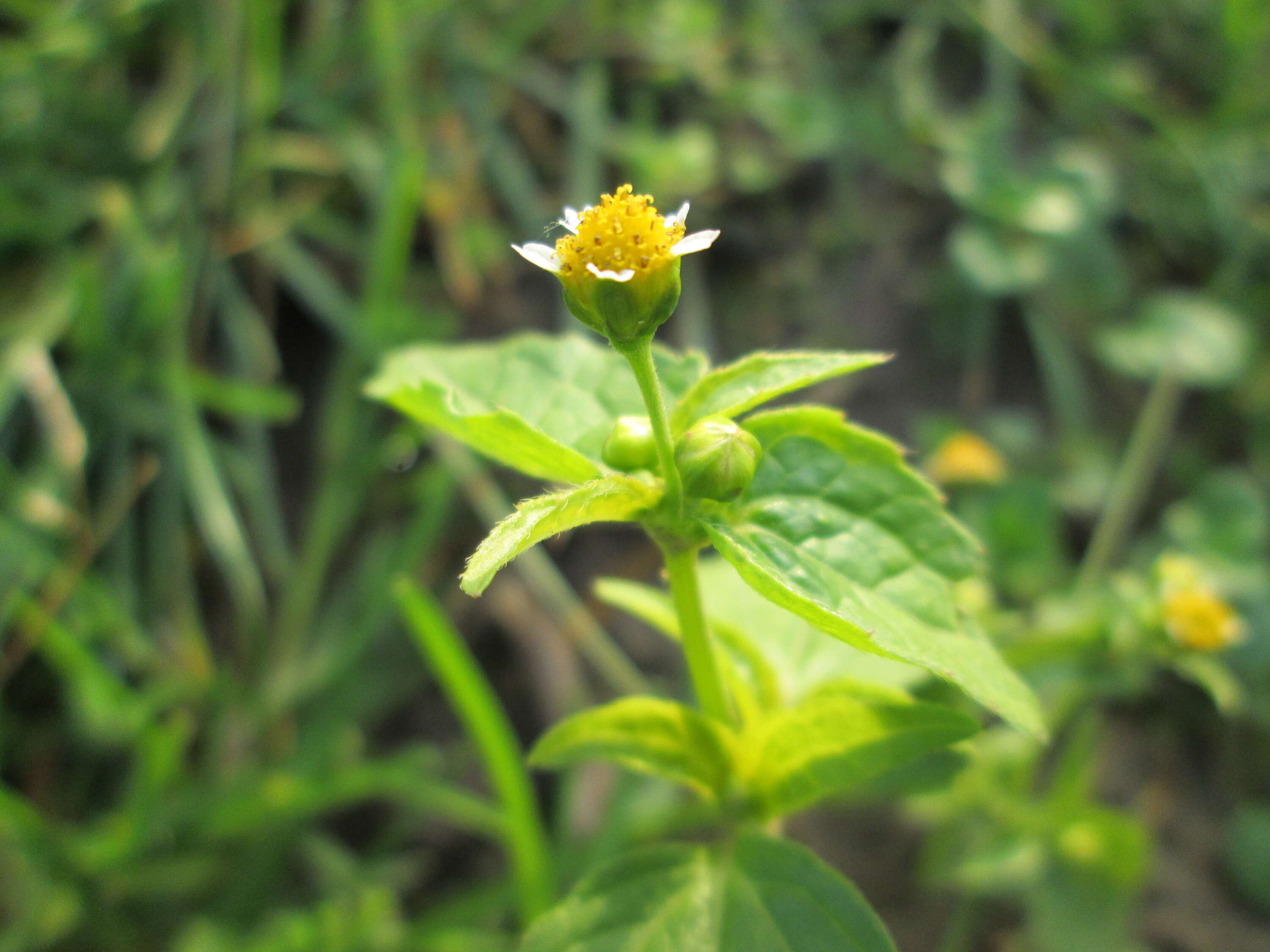 Galinsoga parviflora Cav. resmi