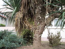 Image of moundlily yucca