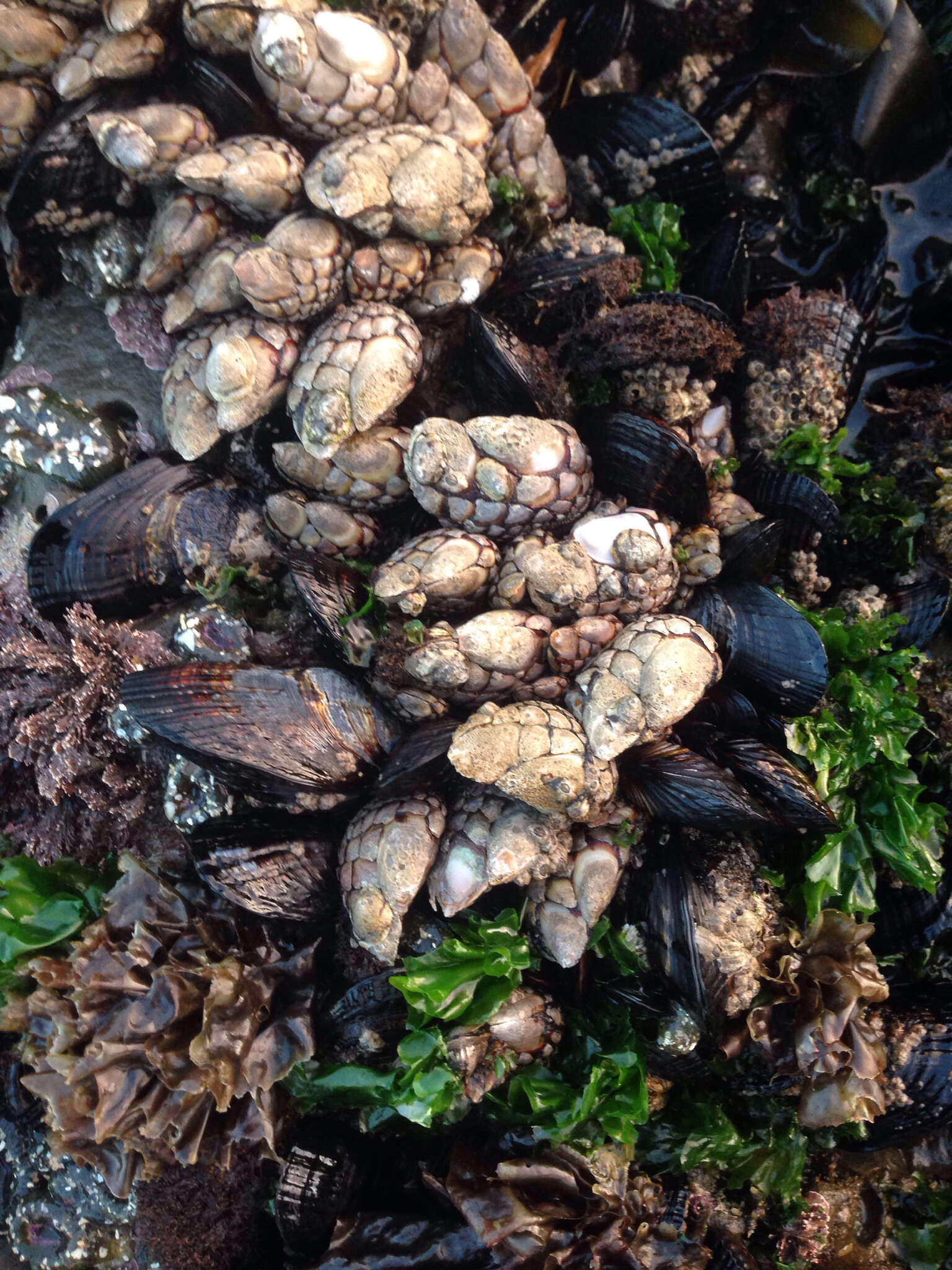 Image of goose-necked barnacle