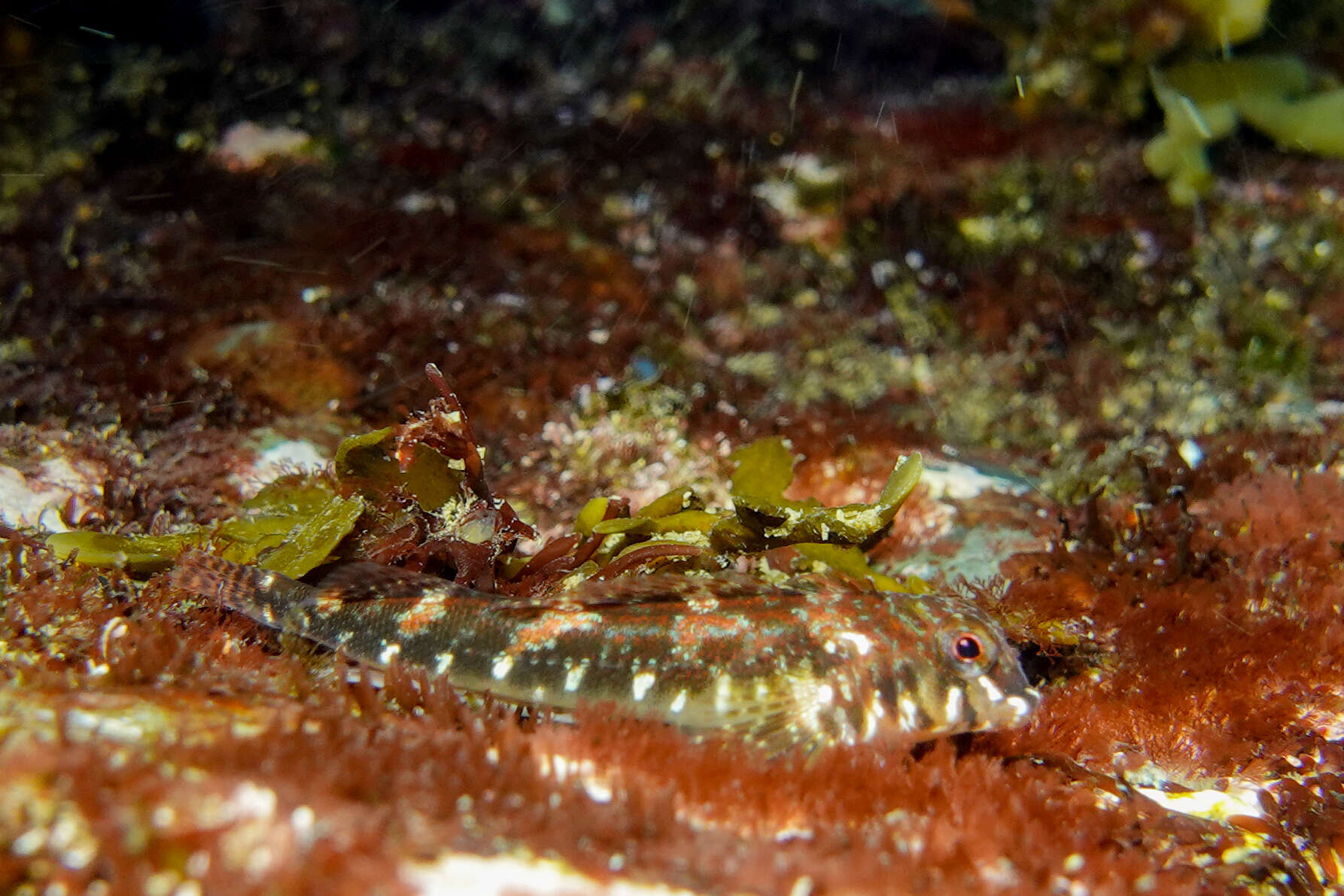 Image of Mottled Twister