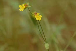 Image of Waltheria operculata Rose