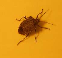 Image of Brown marmorated stink bug