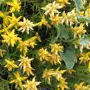 Imagem de <i>Genista hirsuta</i> subsp. <i>lanuginosa</i>