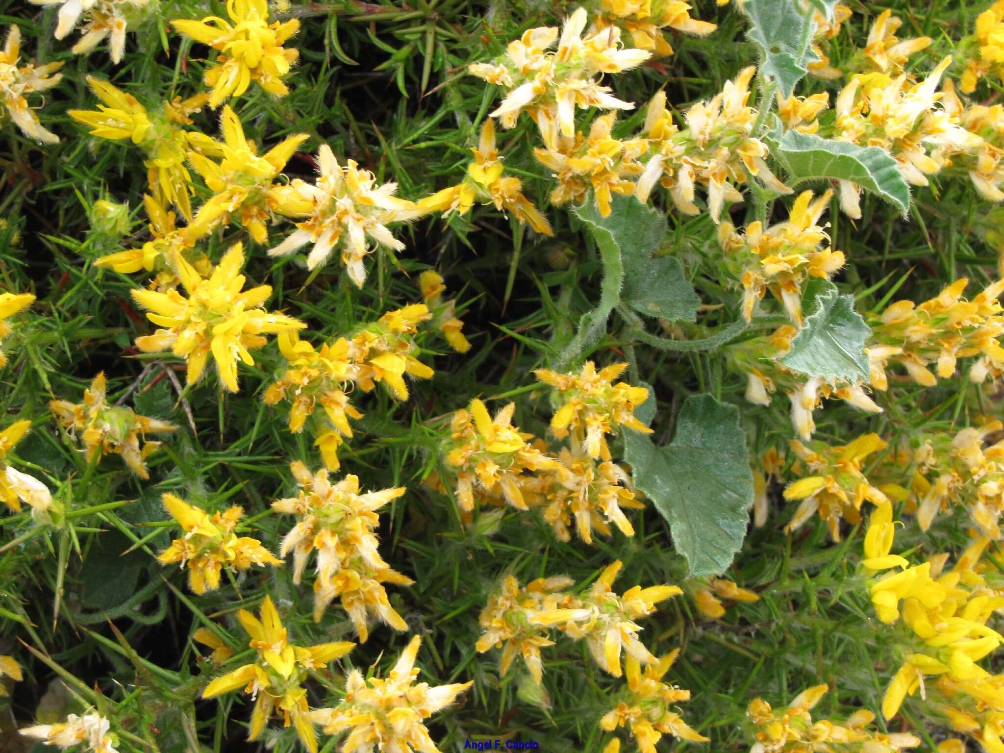 Imagem de <i>Genista hirsuta</i> subsp. <i>lanuginosa</i>