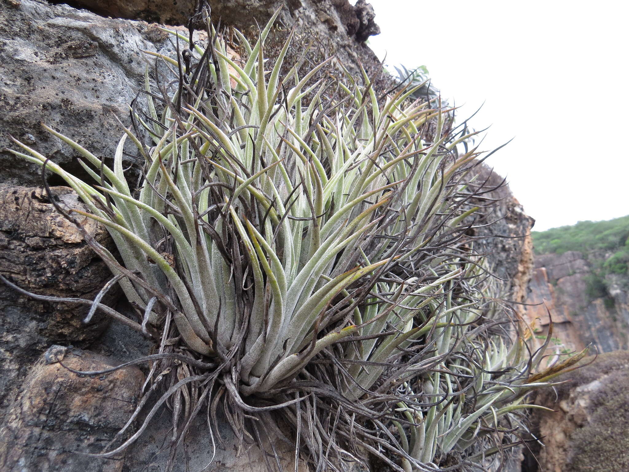 Image of Tillandsia pueblensis L. B. Sm.