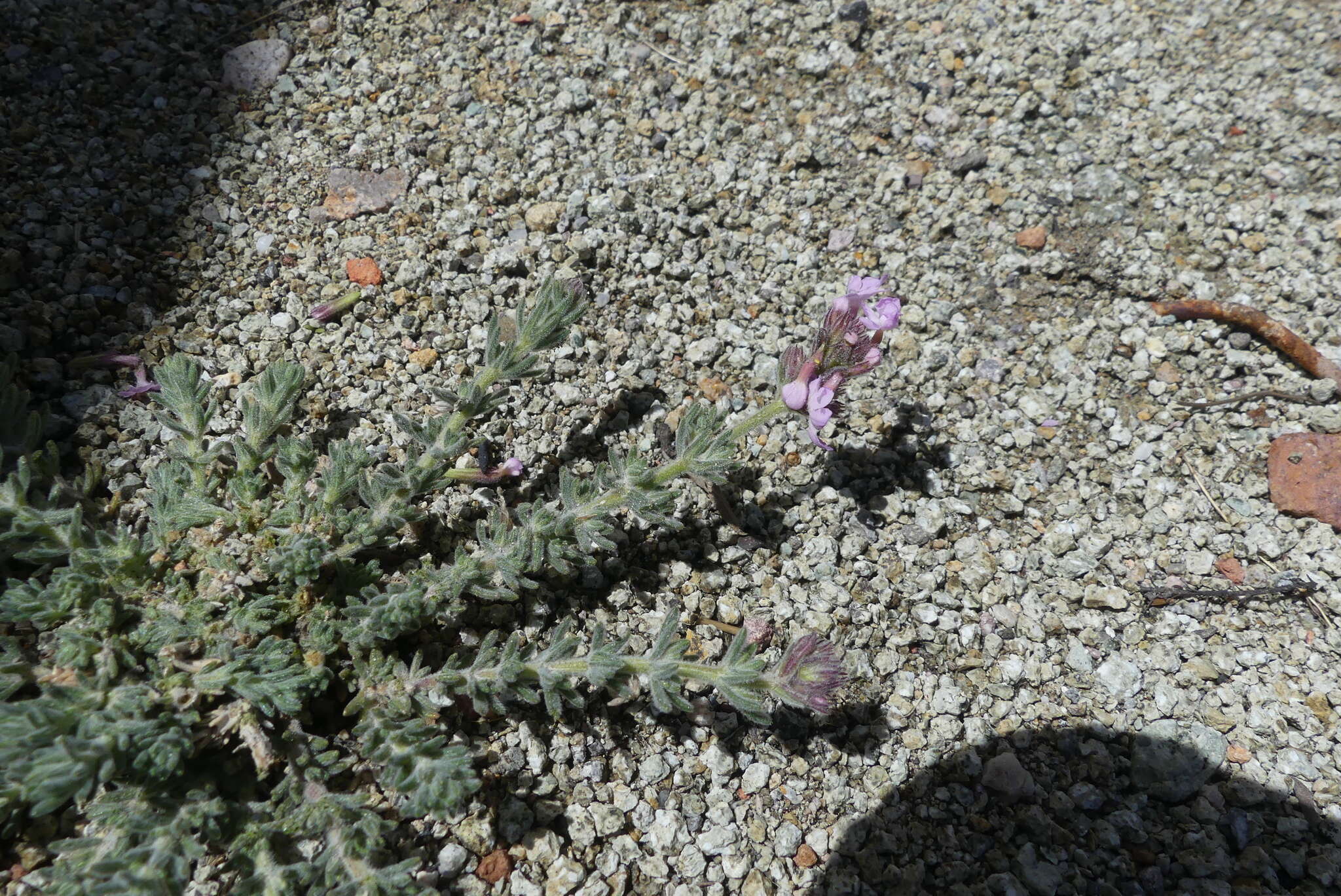 Image of Glandularia gynobasis (Wedd.) N. O'Leary & P. Peralta