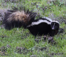 Image of Hooded and Striped Skunks