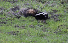 Image of Hooded and Striped Skunks