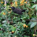 Image of Black-backed Honeyeater