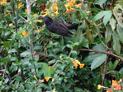 Image of Streaked Honeyeaters