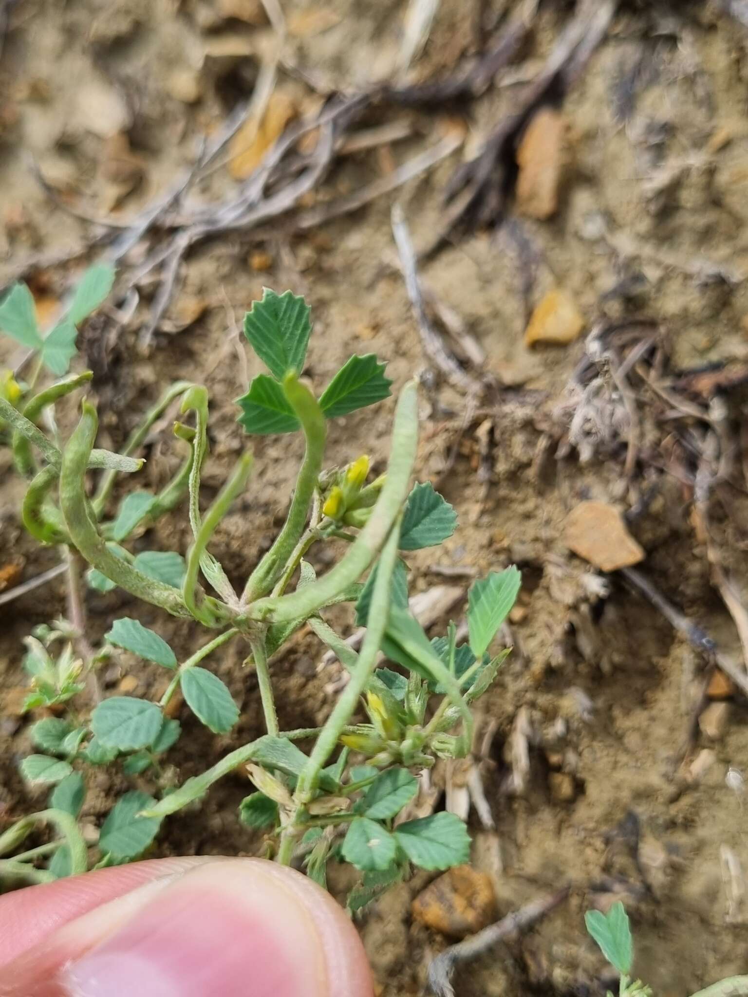 Medicago medicaginoides (Retz.) E. Small的圖片