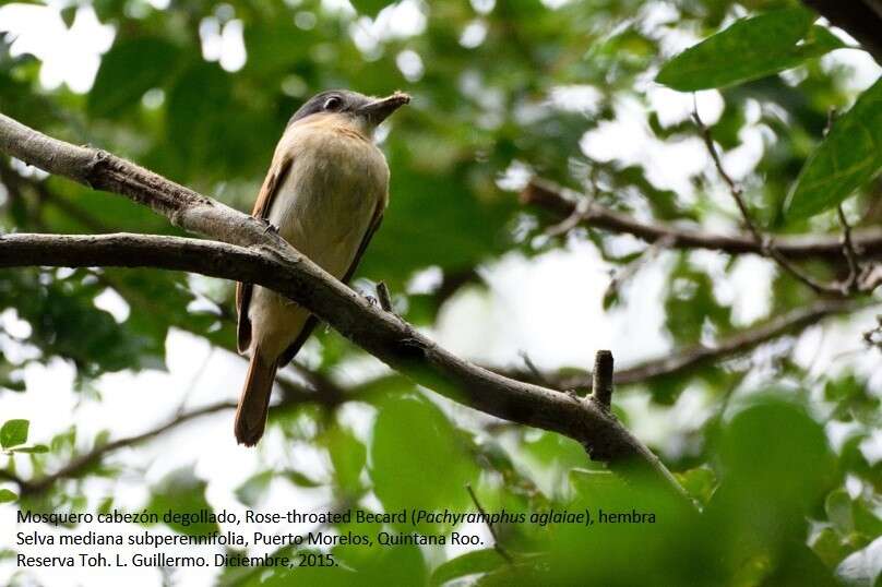 Pachyramphus aglaiae (Lafresnaye 1839) resmi