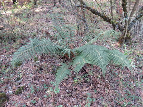 Image of Polystichum speciosissimum (A. Br. ex Kunze) Copel.