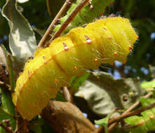 Image of Antheraea mylitta