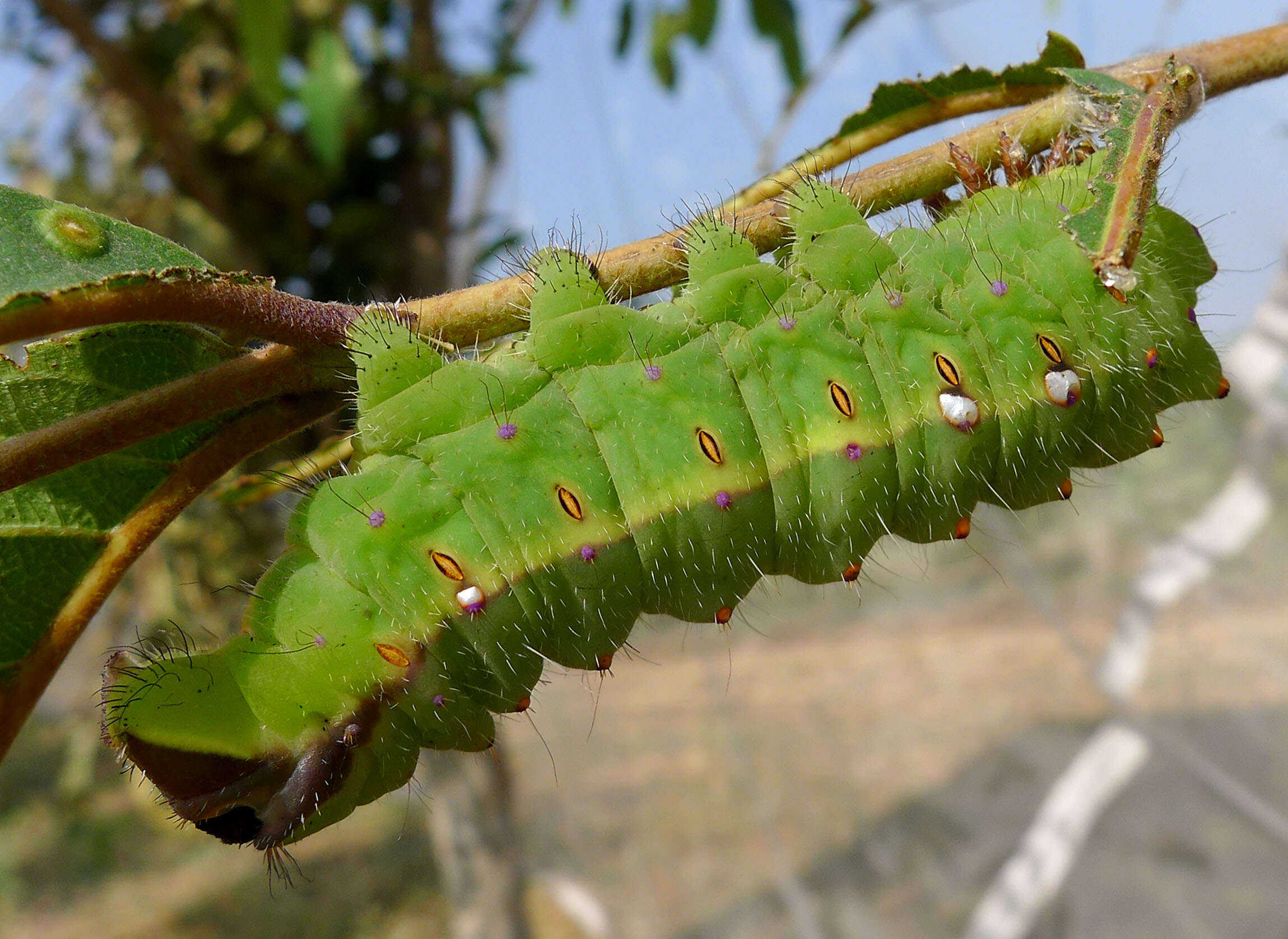 Image of Antheraea mylitta