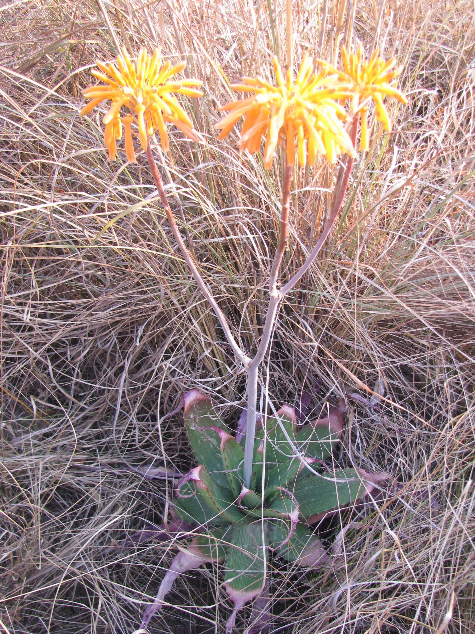 Image of Blotched aloe